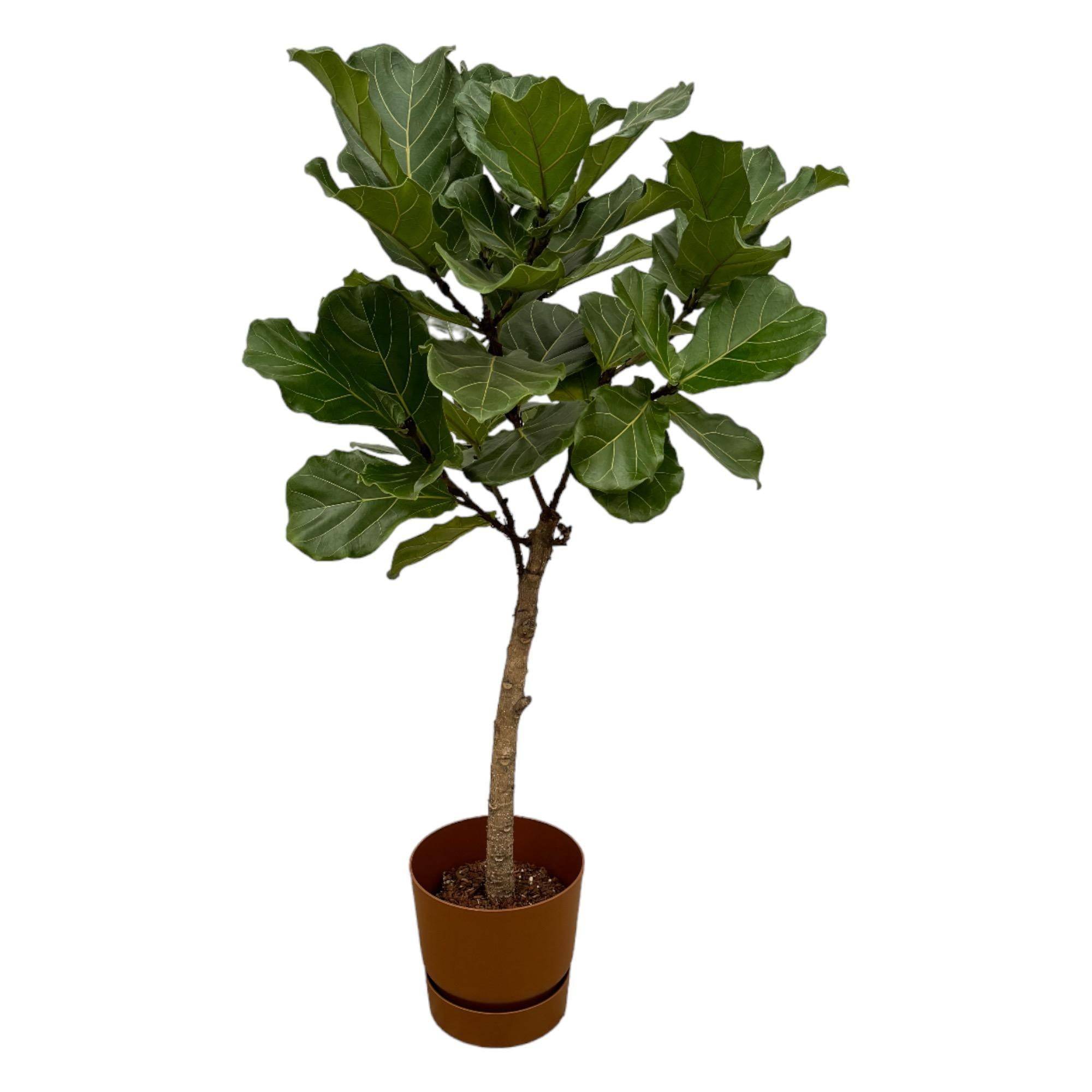 Ficus Lyrata et son pot- La Green Touch Marron + Reservoir - Hauteur 160cm