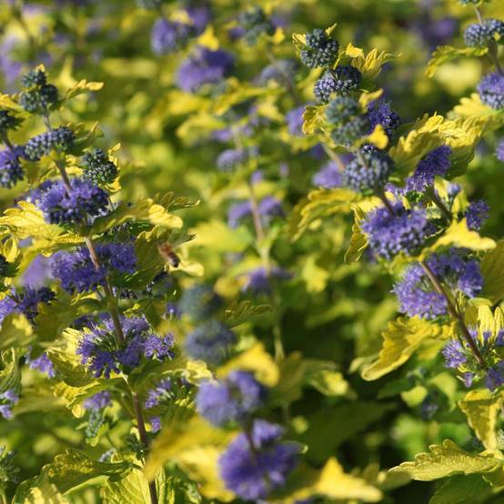 Caryopteris Hint of Gold Pot de 3L/4L - Image 1