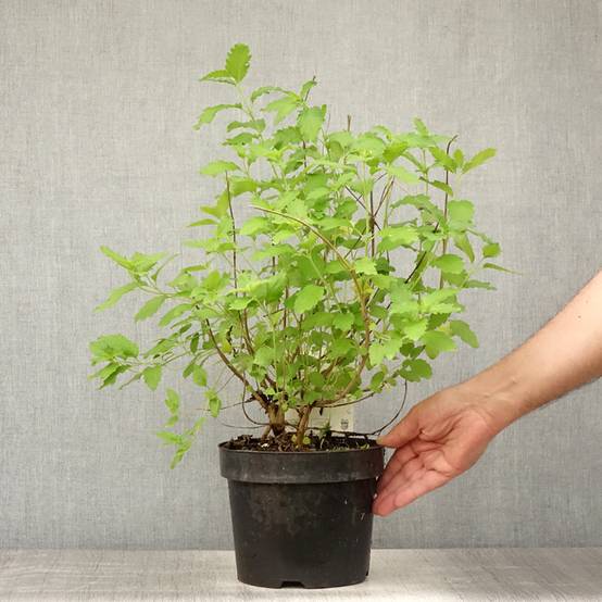 Caryopteris Hint of Gold Pot de 3L/4L - Image 2