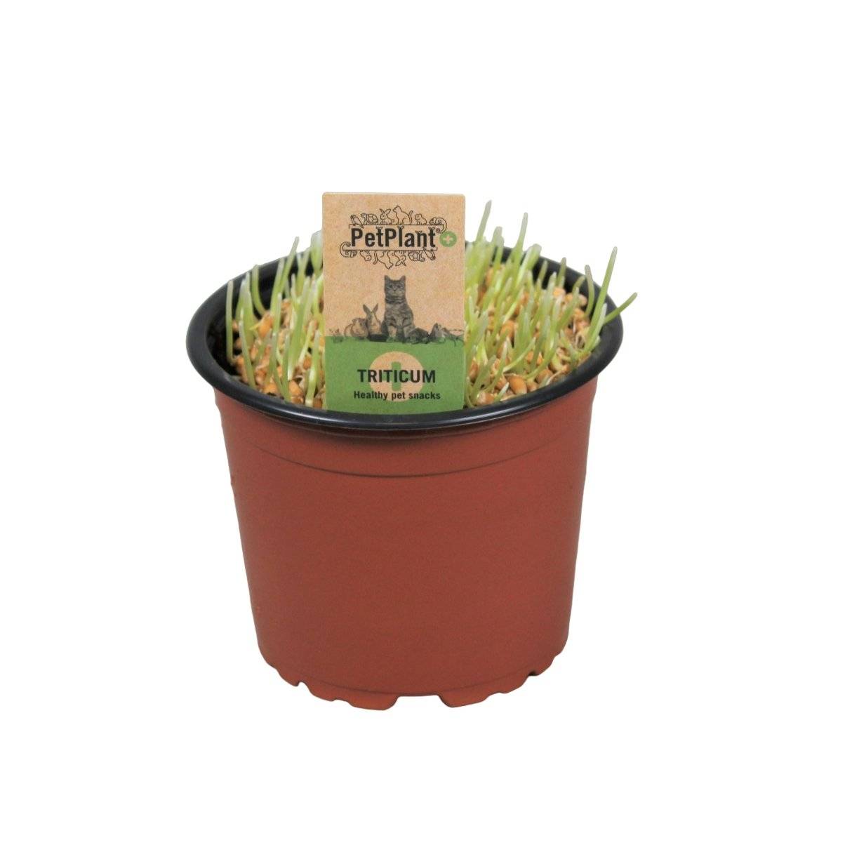 Herbe à chat 10cm - Plante d'intérieur- La Green Touch - Image 2