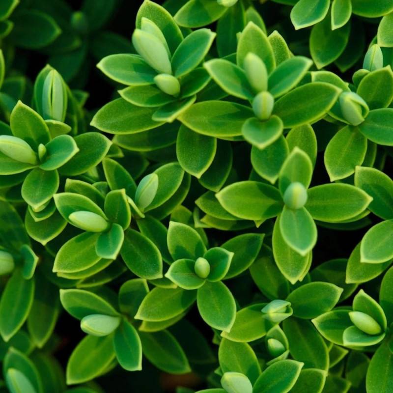 Véronique Traversii à fleurs Blanche/ - feuillage Persistant - Pot de 3L - 20/40 cm