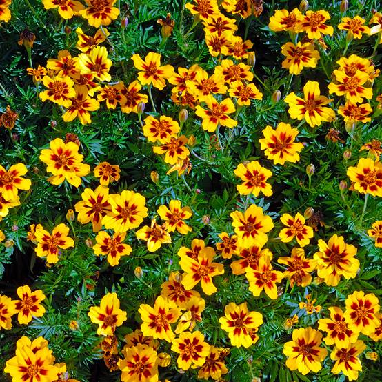 Graines d'Oeillet d'Inde Marietta - Tagetes patula le sachet de 300 graines environ (1g)