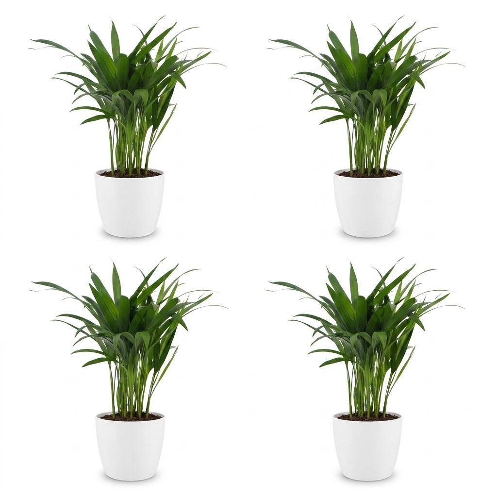 La Green Touch - Areca Lutescens - Palmier Areca - Lot de 4 plantes - Avec cache-pot blanc - Pot Ø12 cm, H 45 cm - Image 2