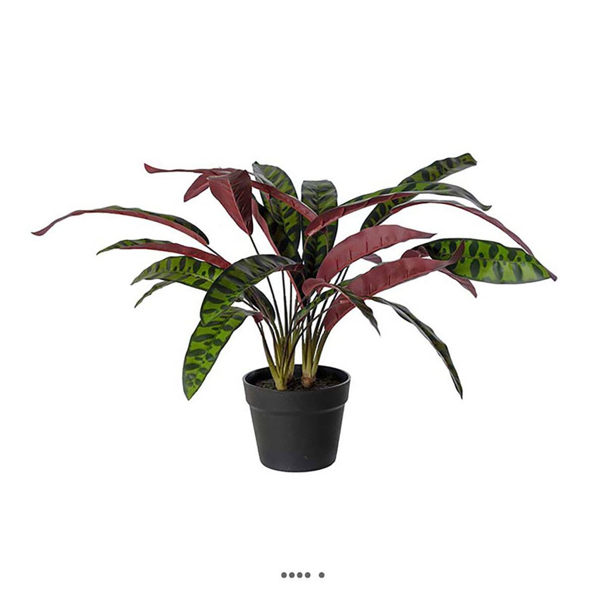 Artificielles - Calathea artificiel en pot H 60 cm D 65 cm qualité haut de gamme - Imagen 2