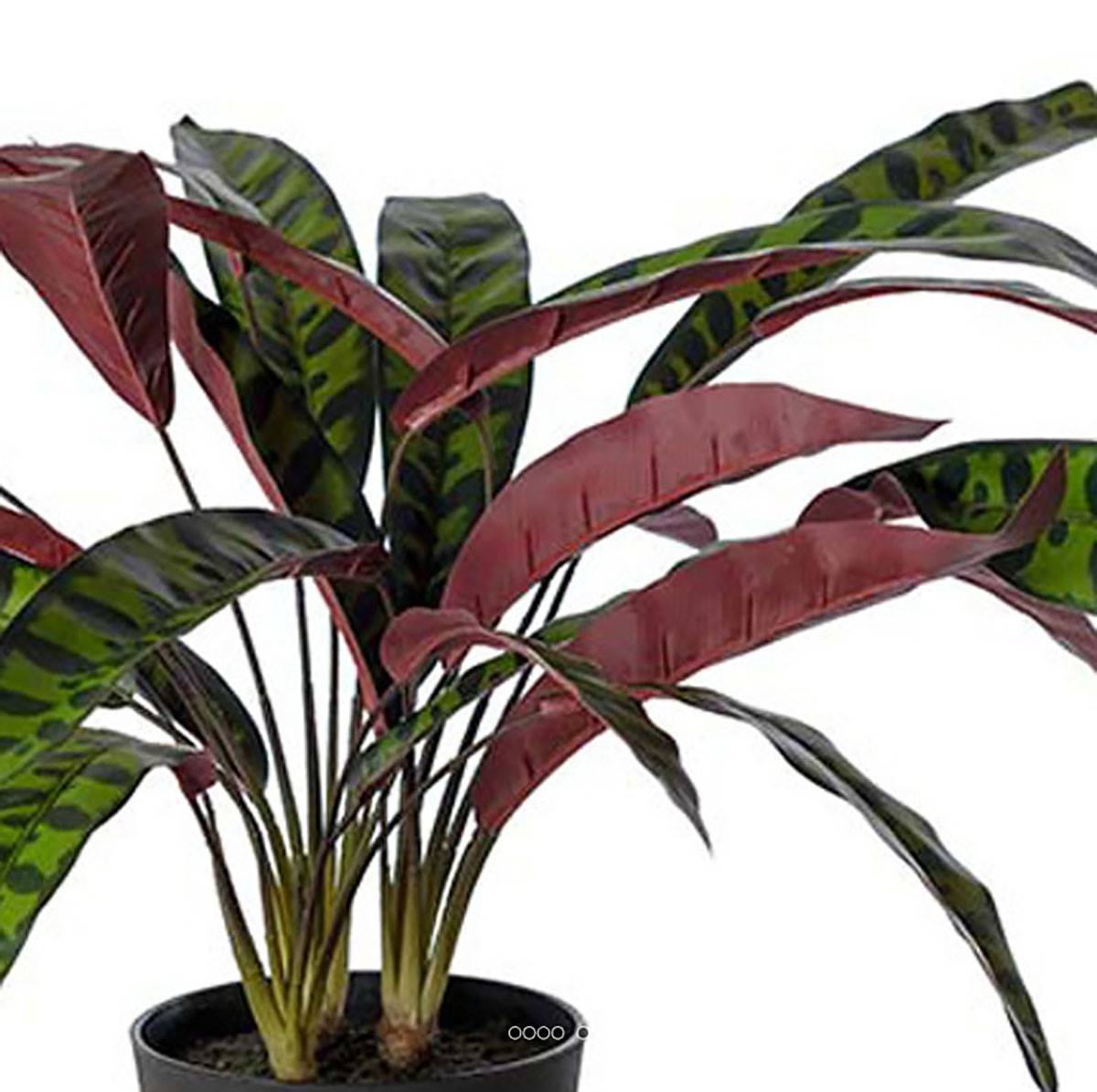 Artificielles - Calathea artificiel en pot H 60 cm D 65 cm qualité haut de gamme - Imagen 3