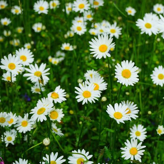Leucanthemum vulgare Maikonigin - Marguerite Reine de Mai Pot de 2L/3L