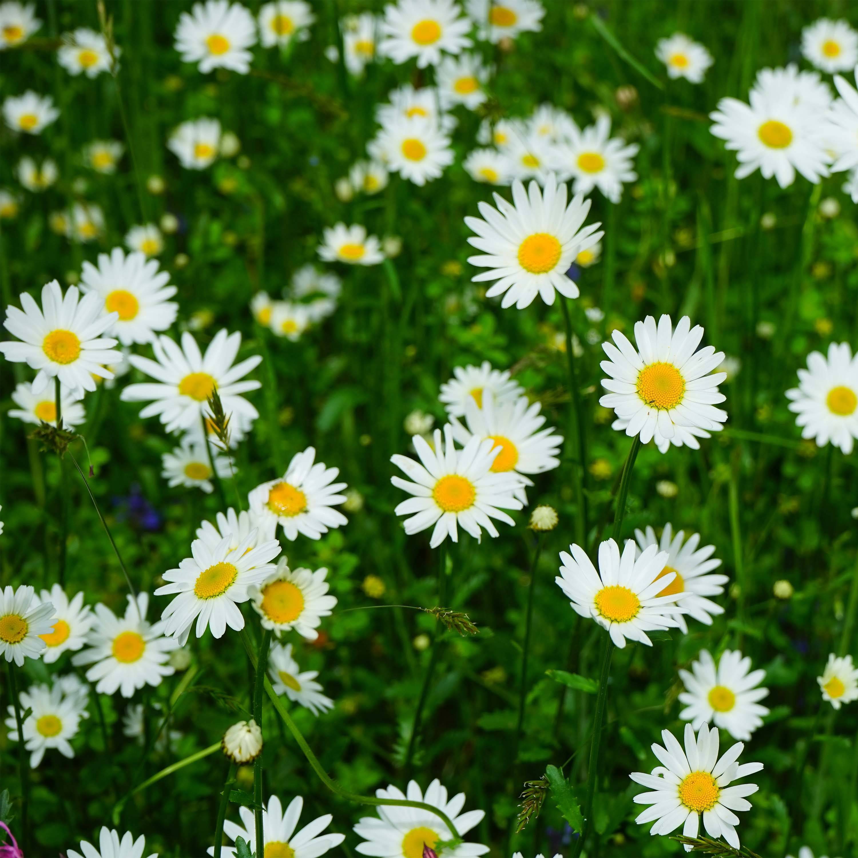 Leucanthemum vulgare Maikonigin - Marguerite Reine de Mai Pot de 2L/3L