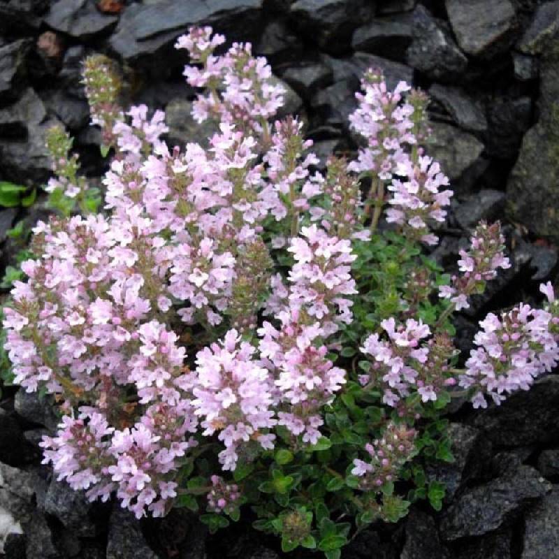 Thym chevelu comosus à fleurs Rose - feuillage Persistant - Godet - 5/20 cm-  hauteur à maturité Moins de 0,15 m - Imagen 1