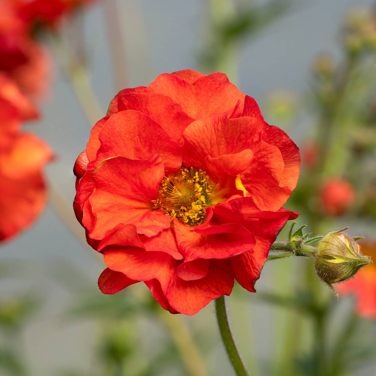 Geum Fiery Tempest - Benoîte hybride Pot de 2L/3L