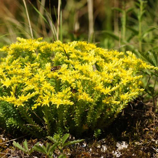 Sedum sexangulare - Orpin à six angles Godet de 8/9 cm