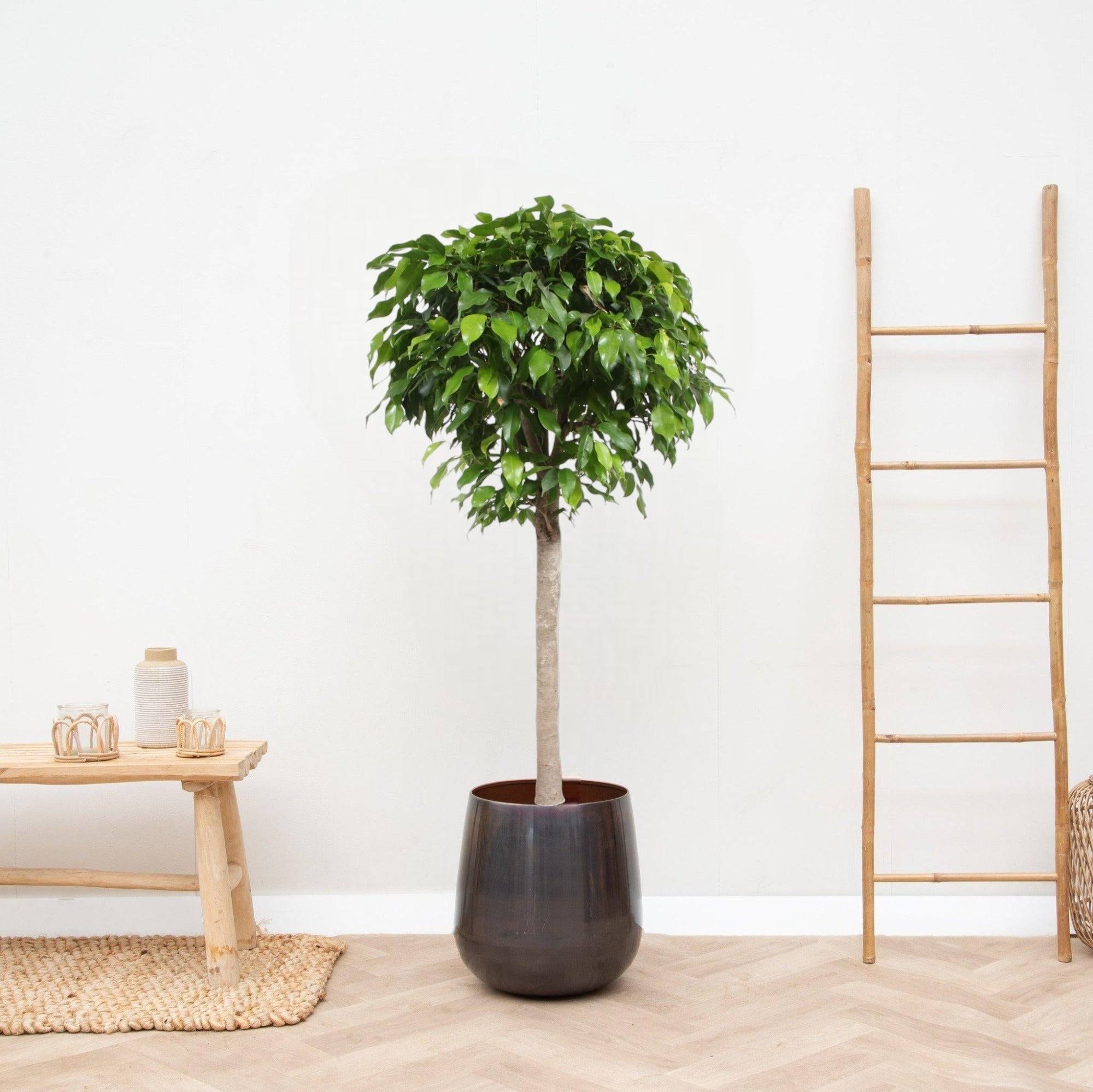 La Green Touch - Ficus boule Columnar 140cm - Plante d'intérieur- La Green Touch - Imagen 2