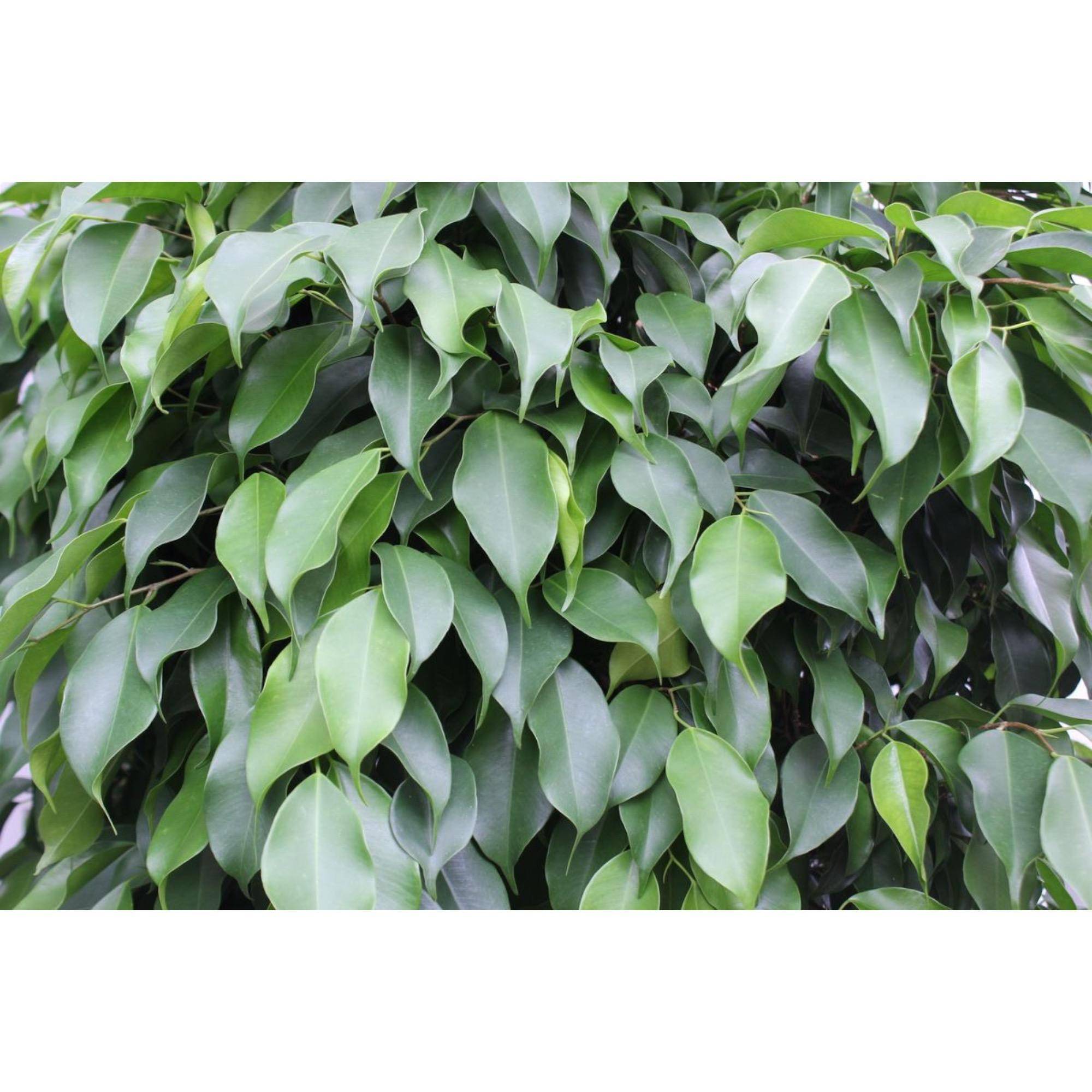 La Green Touch - Ficus boule Columnar 140cm - Plante d'intérieur- La Green Touch - Imagen 3