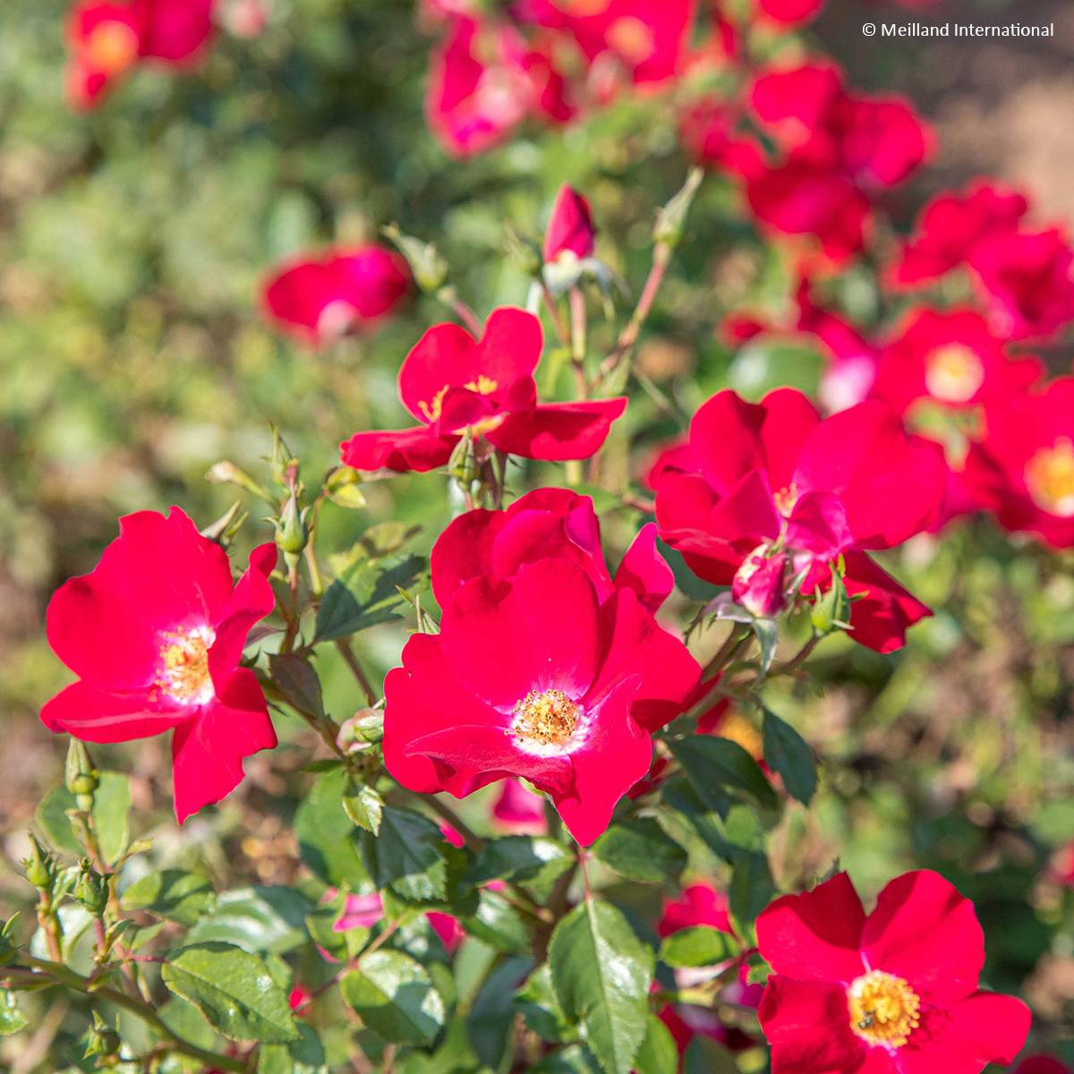Promesse de Fleurs - Rosier arbustif Friendly Red Meiariba Pot de 2L/3L