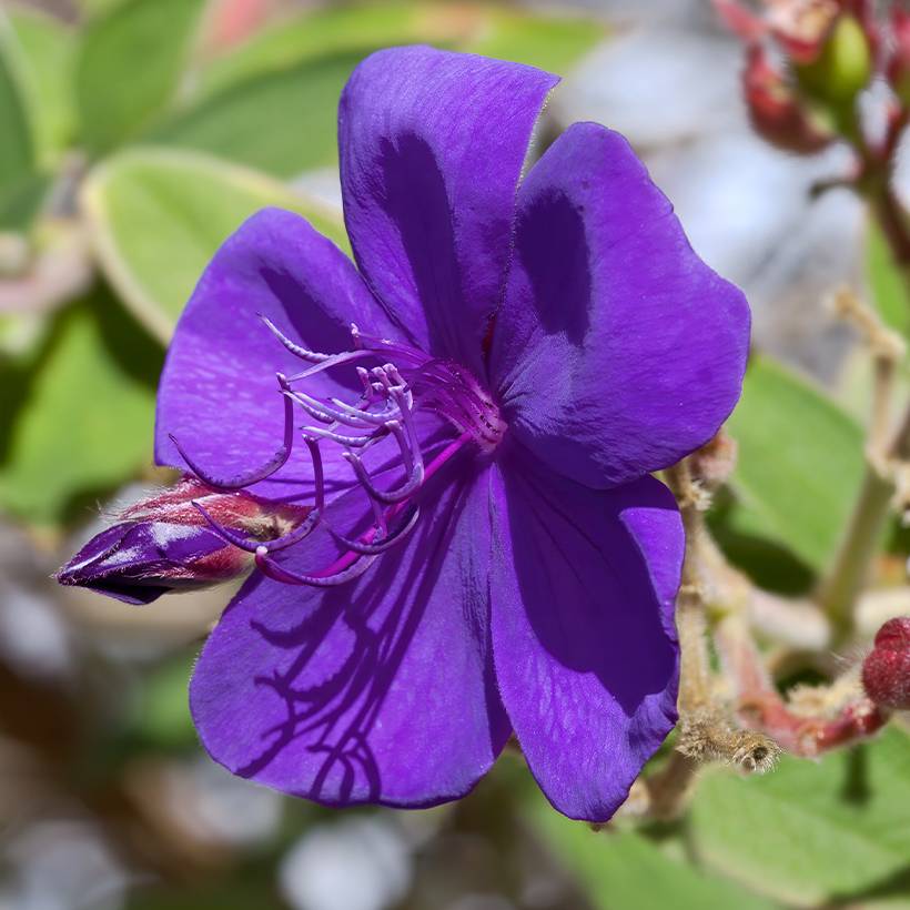 Promesse de Fleurs - Tibouchina Purple Moon Pot de 4L/5L