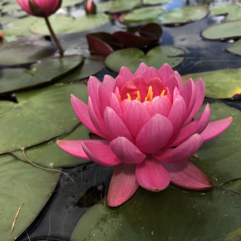 Nymphaea Eros - Nénuphar rustique rose soutenu Pot de 1,5L/2L