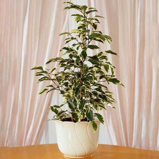 Gardenersdream - Ficus Starlight | Meilleures Plantes D'Intérieur En Cadeaux | Plante En Maison En Pot (30-40 Cm Avec Pot) - GardenersDream - Image 1