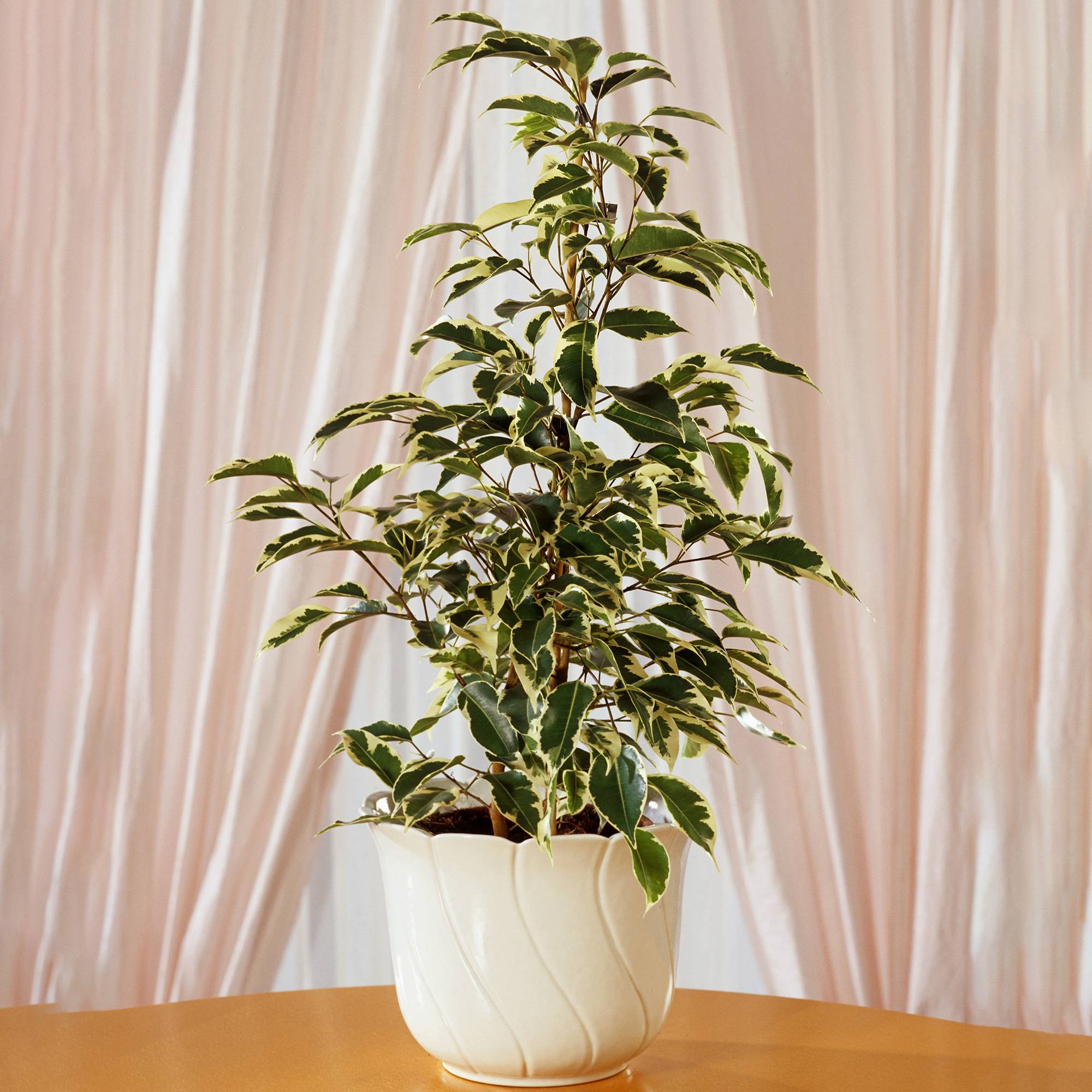 Gardenersdream - Ficus Starlight | Meilleures Plantes D'Intérieur En Cadeaux | Plante En Maison En Pot (30-40 Cm Avec Pot) - GardenersDream