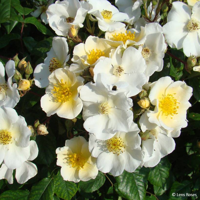 Rosier arbustif Rosalita Racines nues en motte