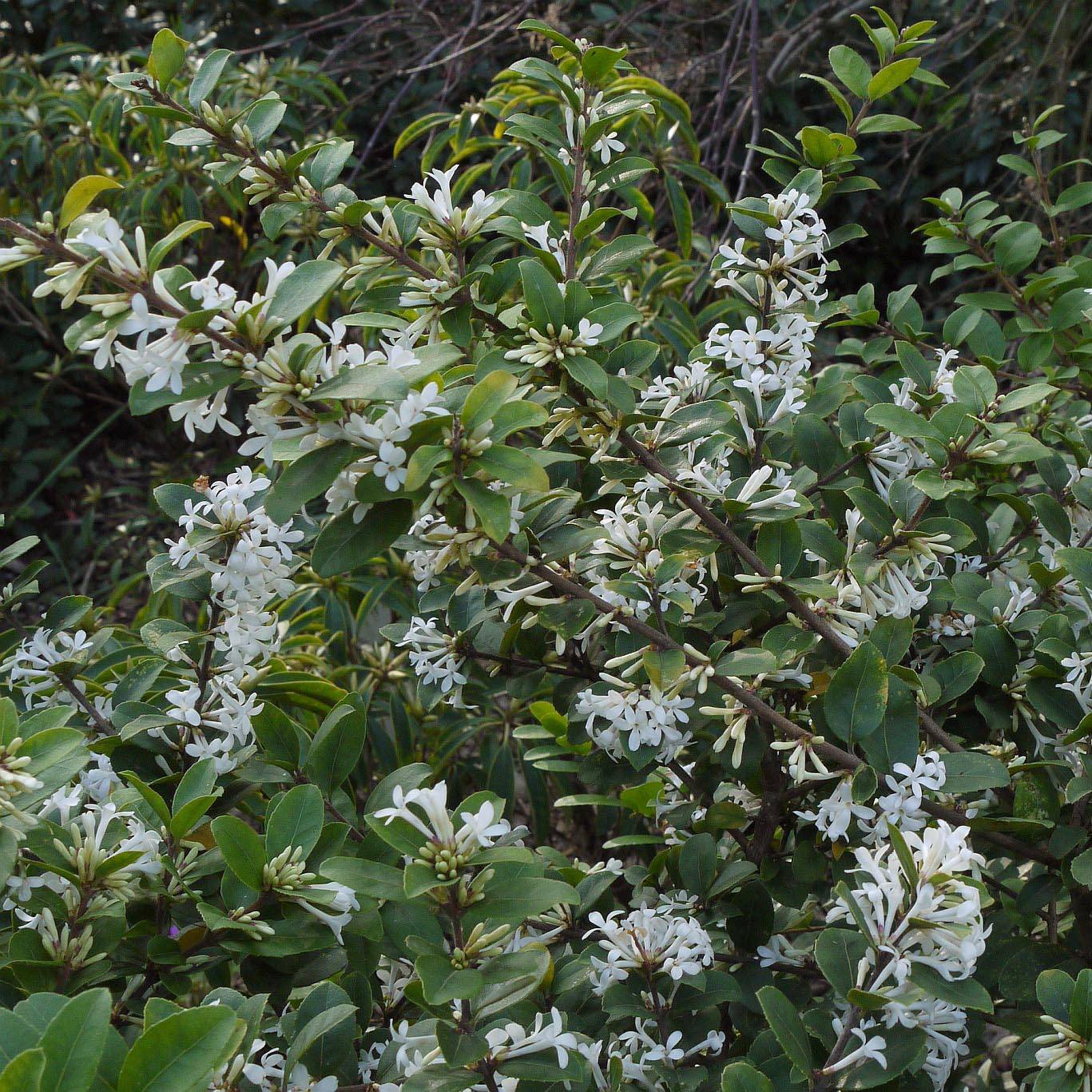 Promesse de Fleurs - Osmanthus delavayi - Osmanthe de Delavay Pot de 2L/3L - Image 1