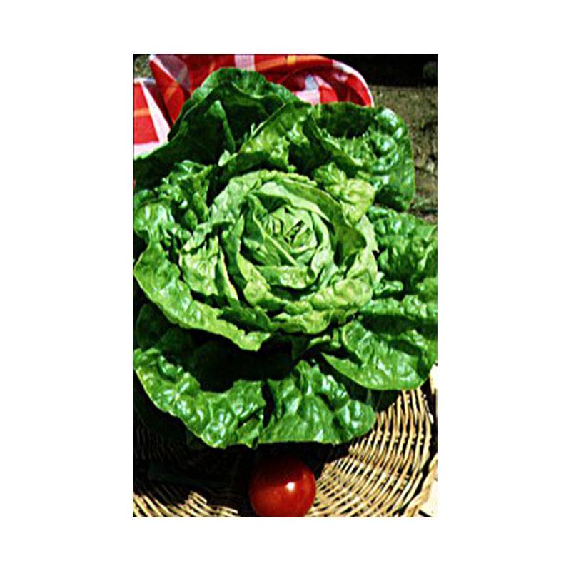 Laitue d'Hiver Merveille d'Hiver le sachet de 2500 graines environ (3g)