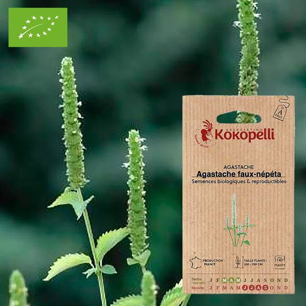 Association Kokopelli - Agastache Faux-Népéta- Graines bio à semer - Image 1