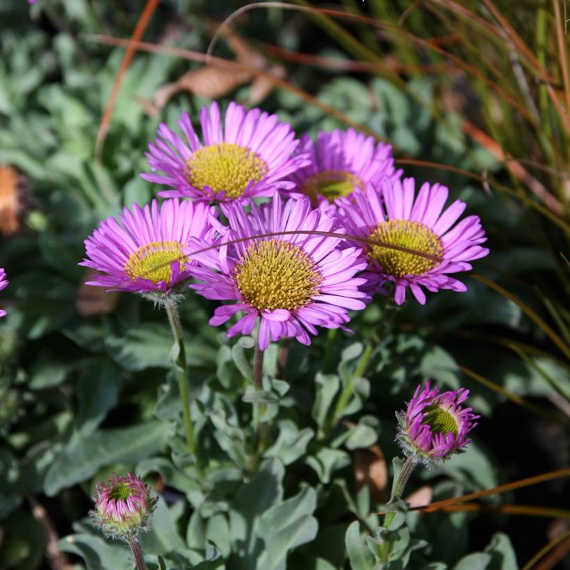 Promesse de Fleurs - Erigeron glaucus Sea Breeze - Vergerette glauque Godet de 8/9 cm