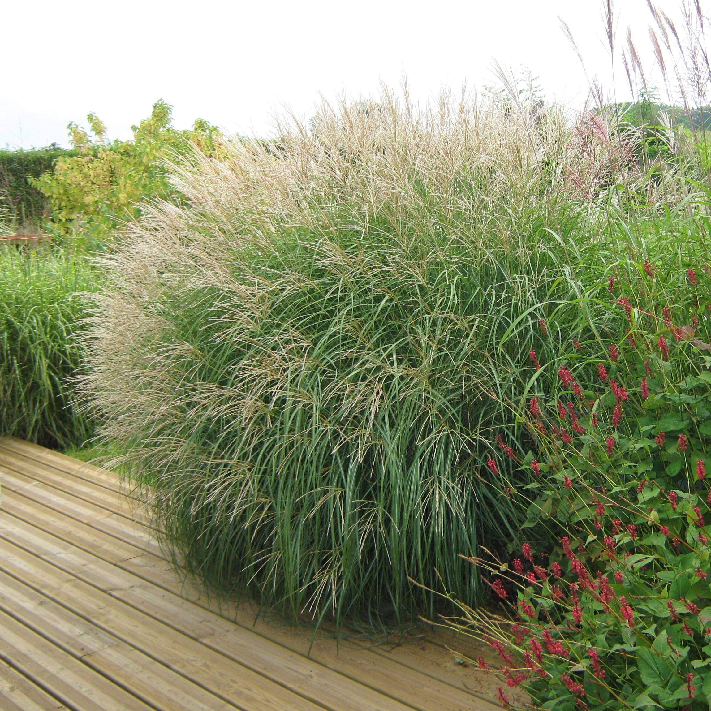 Promesse de Fleurs - Miscanthus sinensis Adagio - Roseau de Chine Godet de 8/9 cm