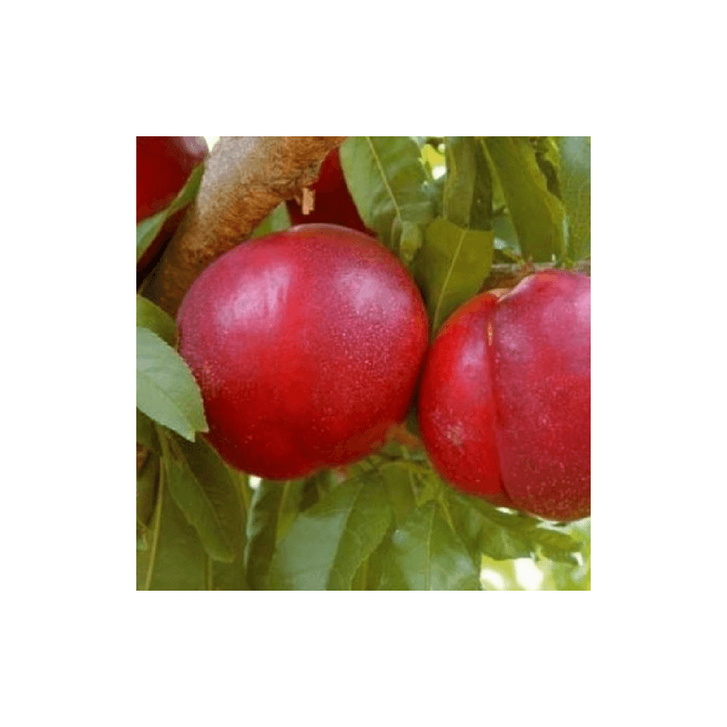 Nectarinier 'Nectared 4' (Prunus persica 'Nectared 4') - Scion de 150cm - Pépinières Naudet - Imagen 5