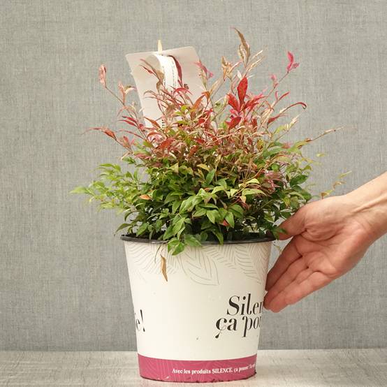 Promesse de Fleurs - Nandina domestica Red Light - Bambou sacré nain Pot de 3L/4L - Image 2