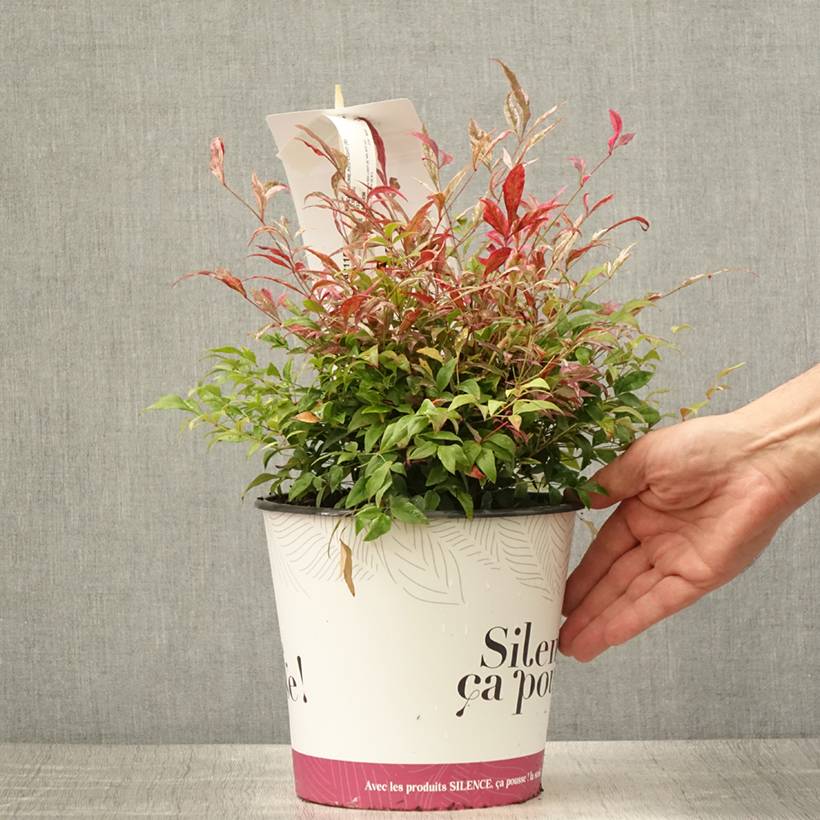 Promesse de Fleurs - Nandina domestica Red Light - Bambou sacré nain Pot de 3L/4L - Image 2