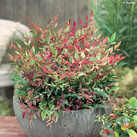 Promesse de Fleurs - Nandina domestica Red Light - Bambou sacré nain Pot de 3L/4L - Image 1