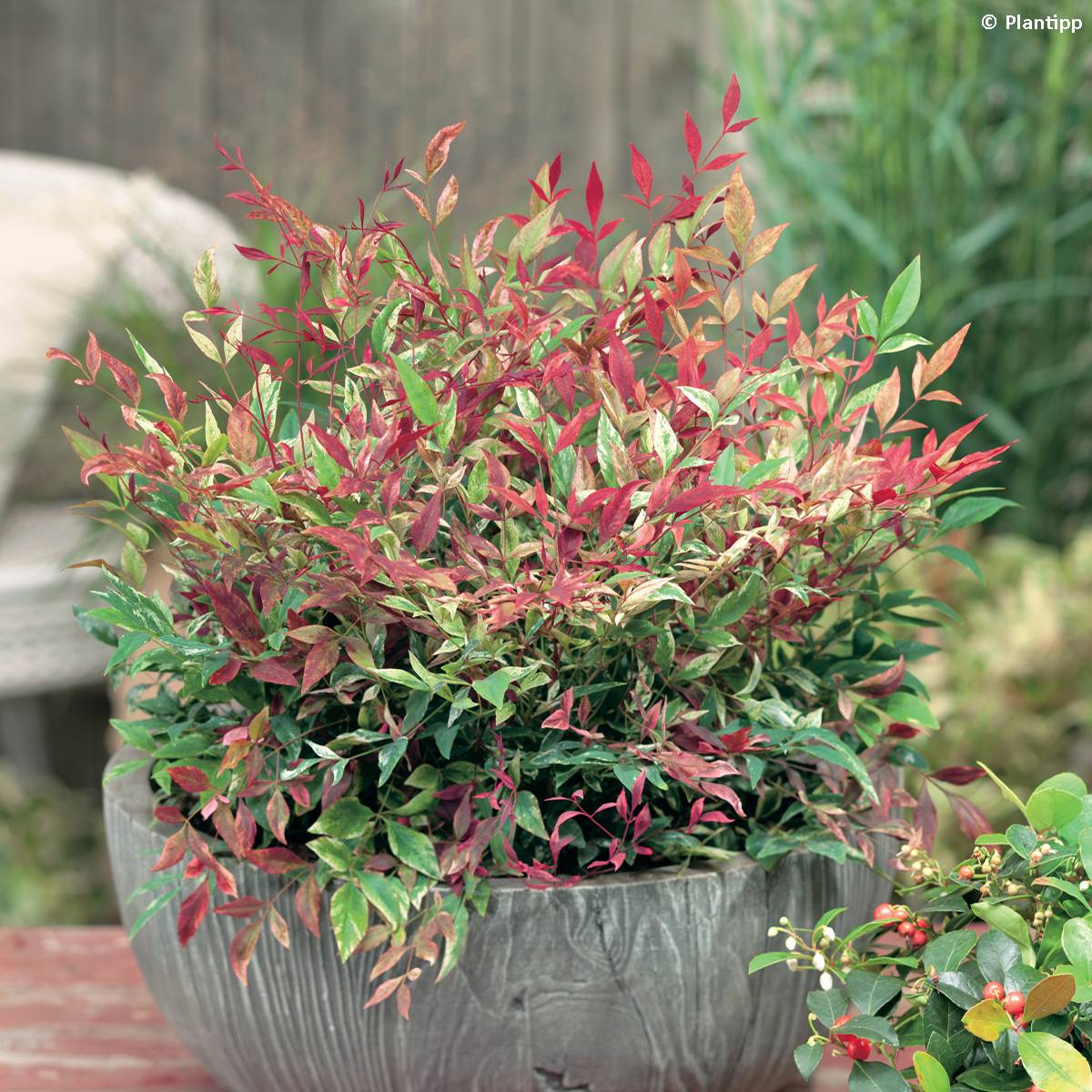 Promesse de Fleurs - Nandina domestica Red Light - Bambou sacré nain Pot de 3L/4L - Image 1