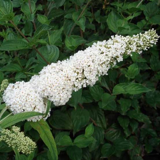Buddleia davidii White Profusion - Arbre aux papillons Godet de 8/9 cm - Image 1