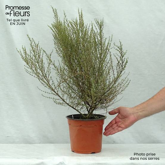 Promesse de Fleurs - Olearia solandri Aurea Pot de 2L/3L - Image 2