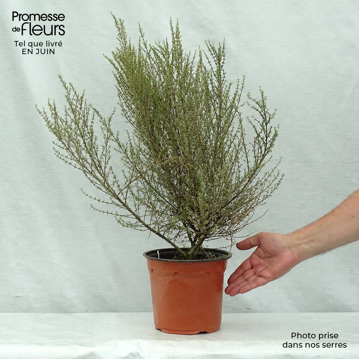 Promesse de Fleurs - Olearia solandri Aurea  Pot de 2L/3L - Image 2