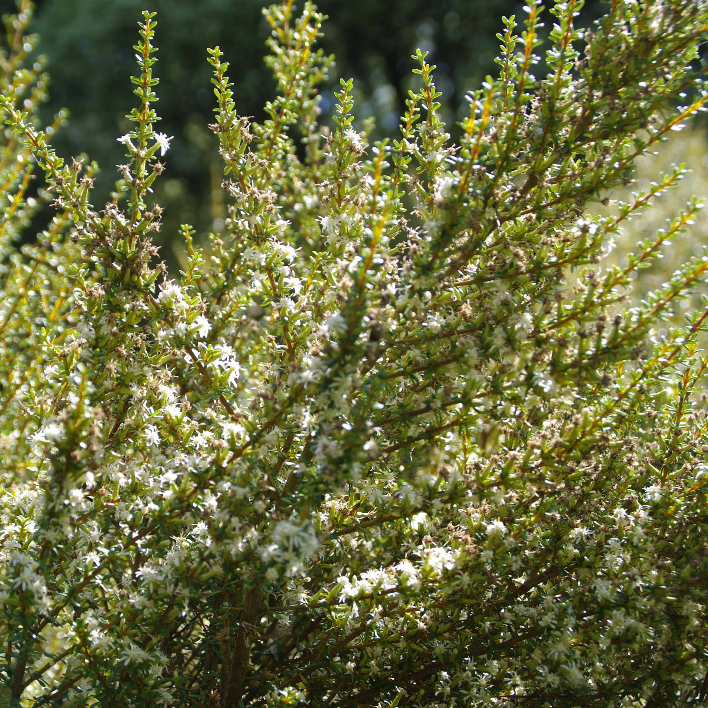 Promesse de Fleurs - Olearia solandri Aurea  Pot de 2L/3L - Image 1