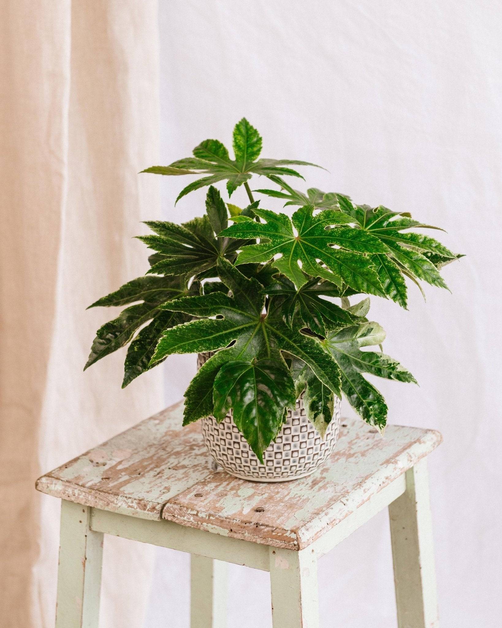 La Green Touch - Fatsia Japonica 50cm - Plante d'intérieur- La Green Touch - Image 2