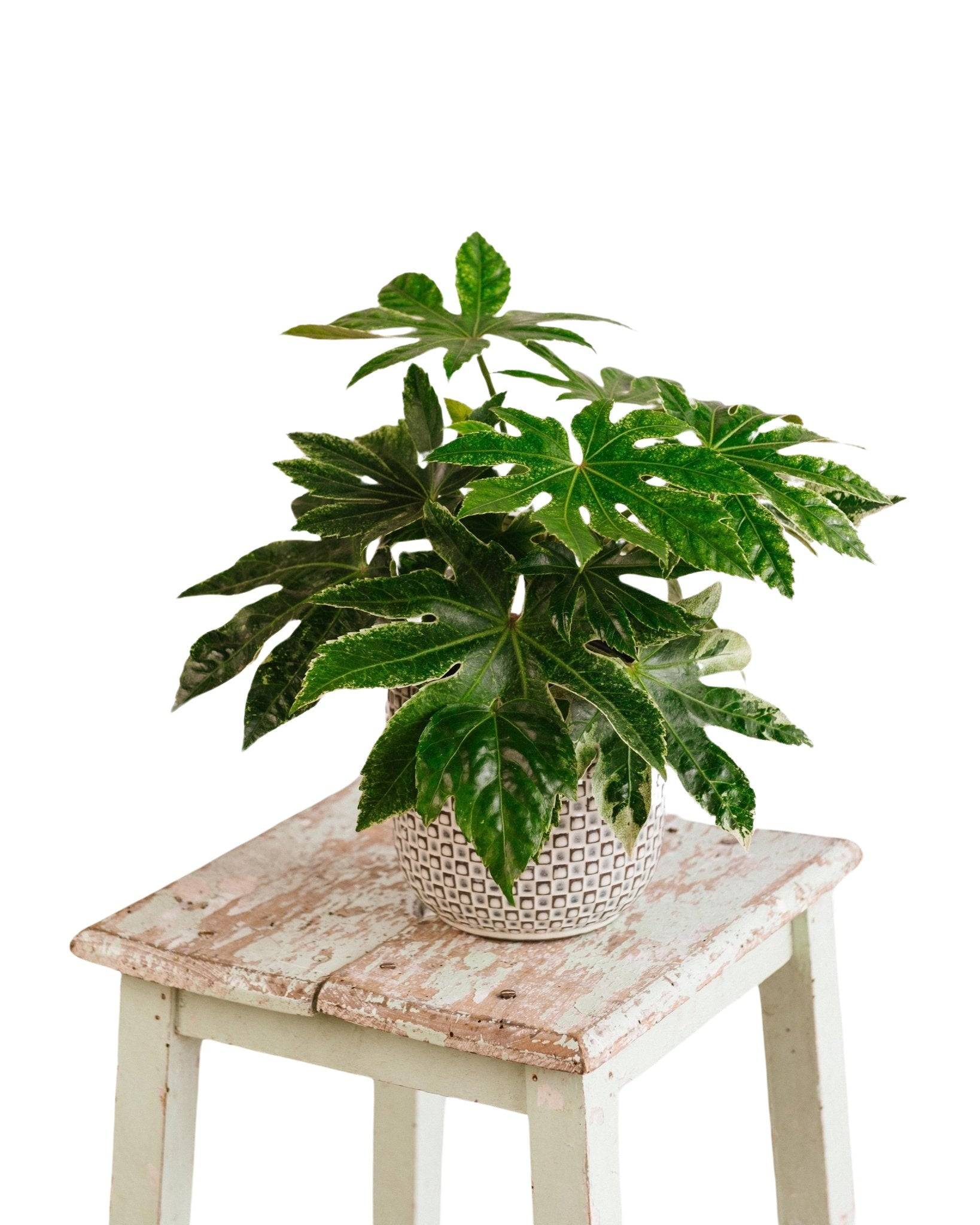 La Green Touch - Fatsia Japonica 50cm - Plante d'intérieur- La Green Touch - Image 3