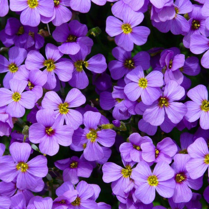 3 Aubriètes 'Hürth' (Aubrieta 'Hürth') - Lot de 3 vivaces - Pépinières Naudet - Imagen 1