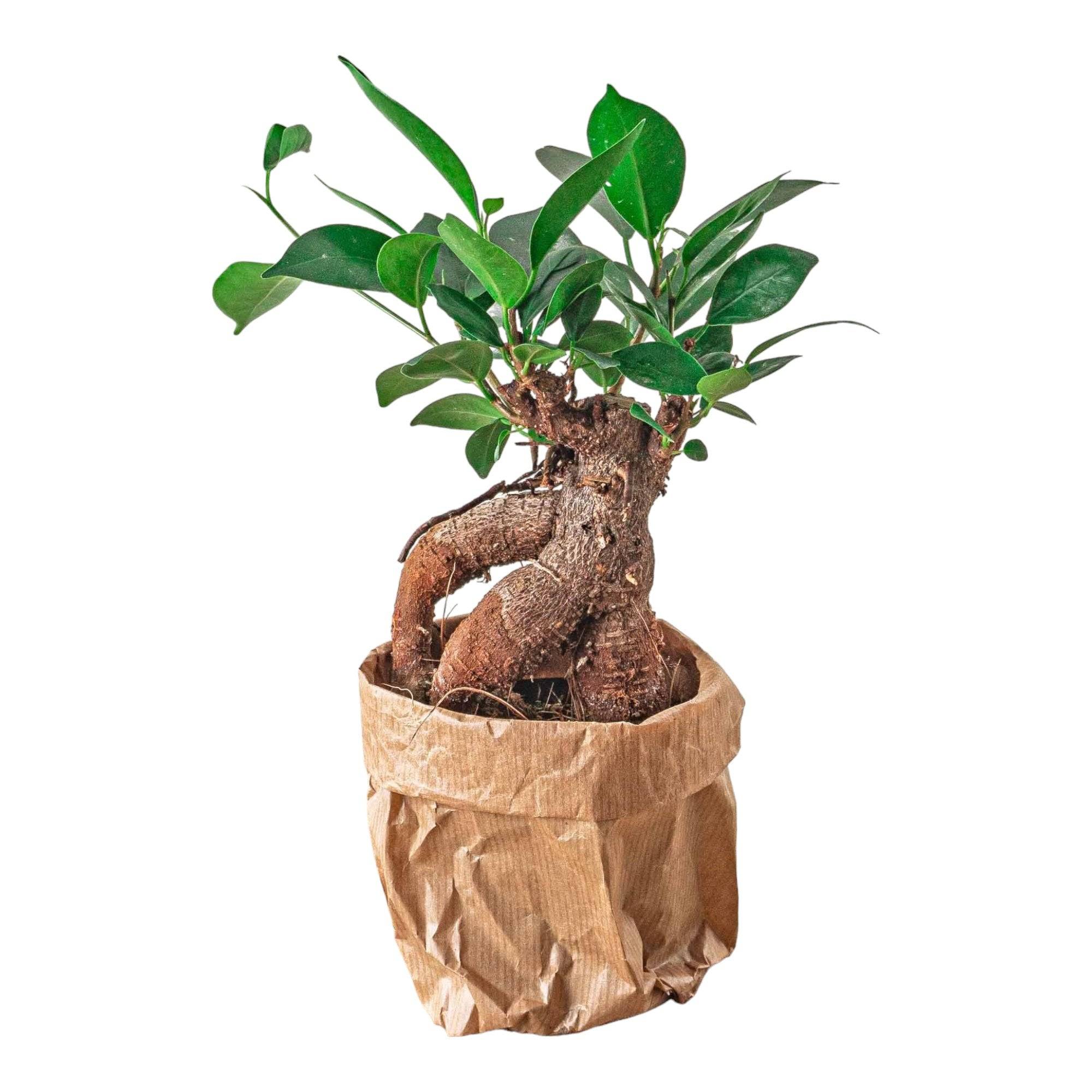 La Green Touch - Ficus microcarpa ginseng - Image 1