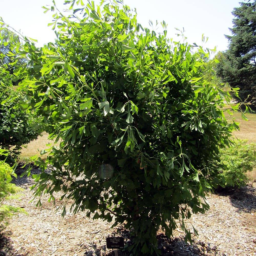 Ginkgo biloba Saratoga - Arbre aux quarante écus Pot de 6L/7L