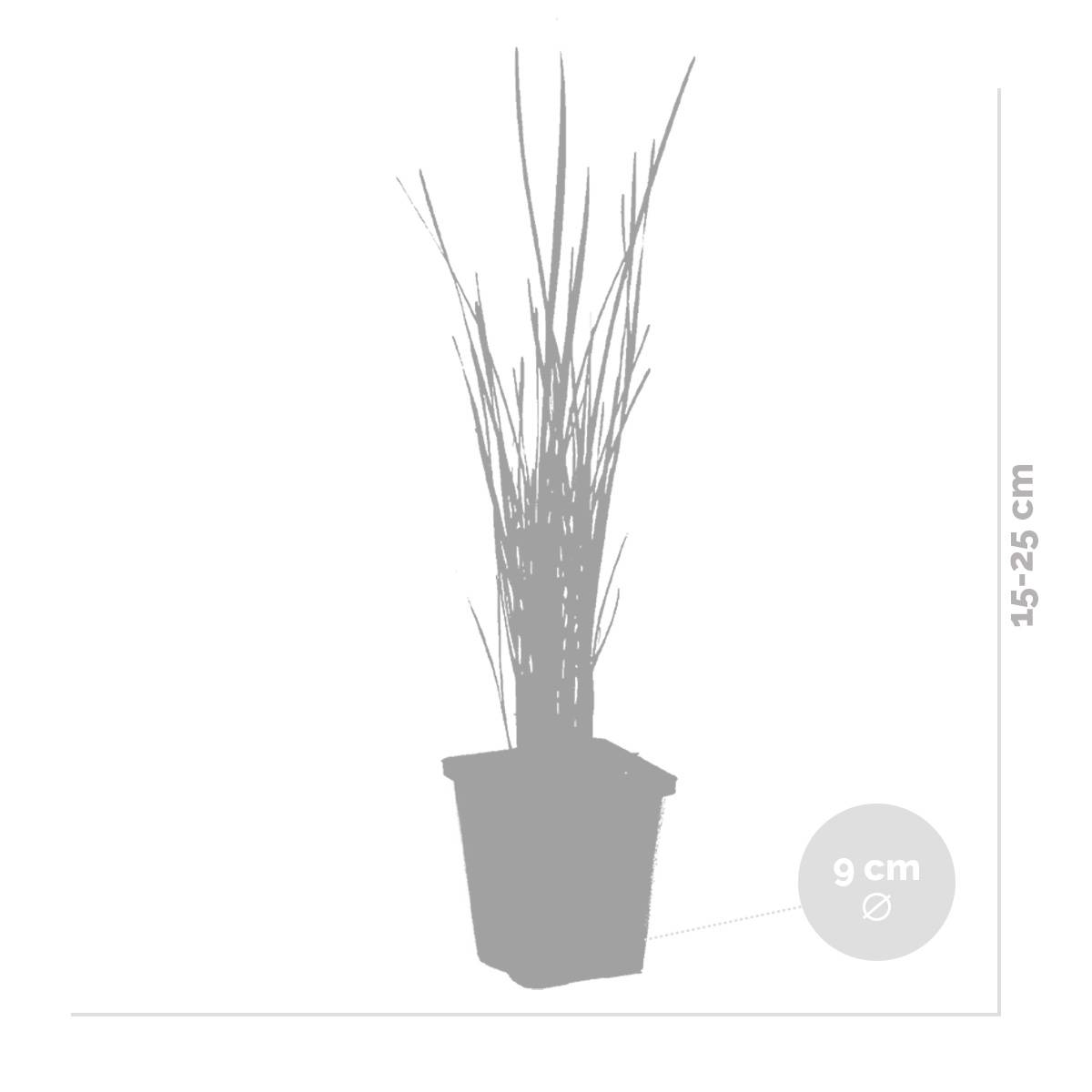 Lot de 6 - Typha Latifolia - Grand Massette - Cigare des marais - H. 15-25 cm - P. 9 cm - Image 3