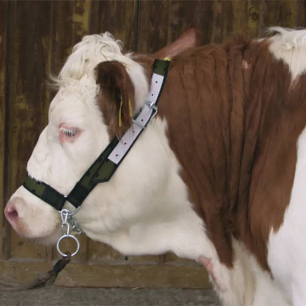 Licol pour vache avec gourmette - Image 1