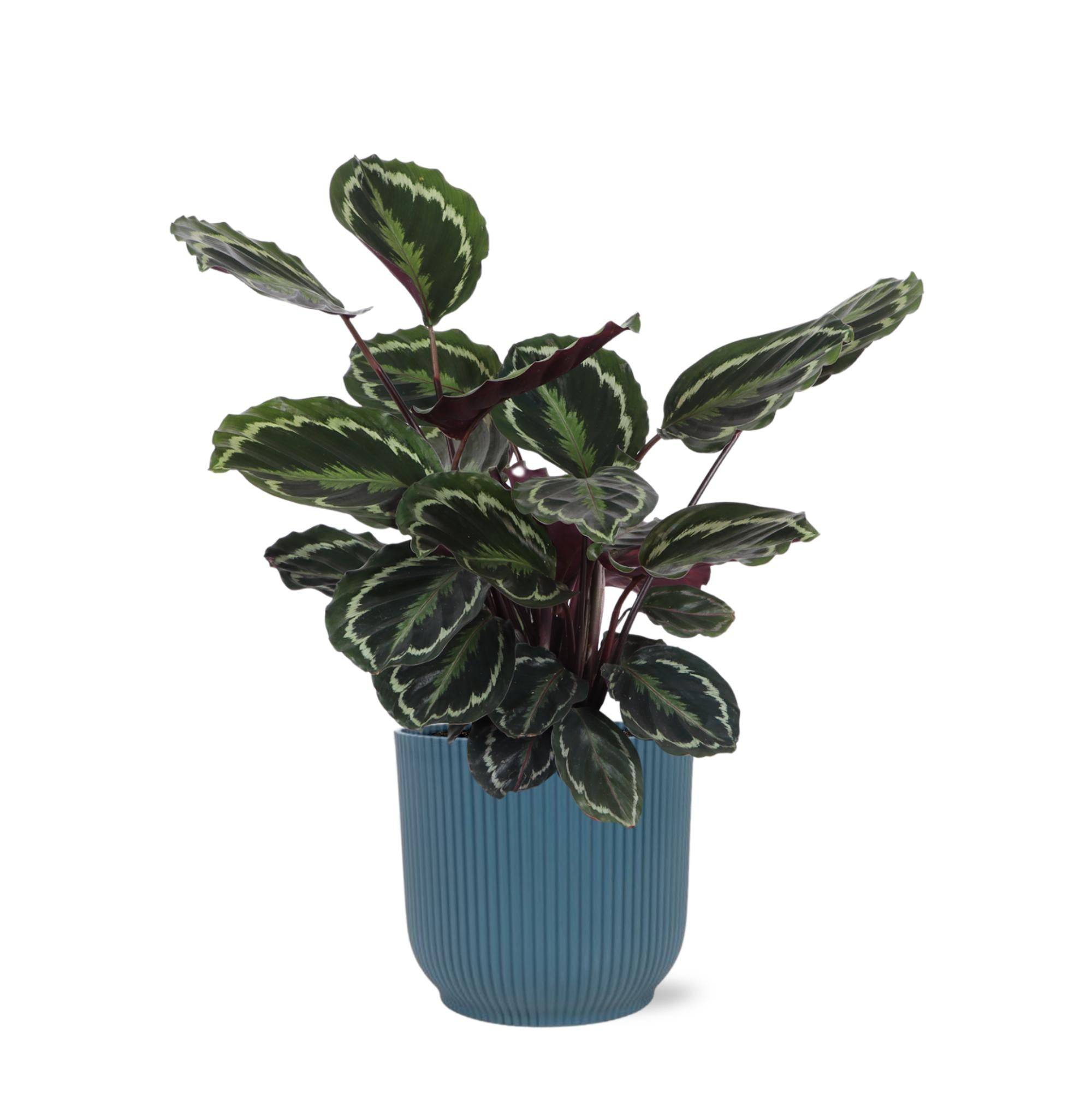 Calathea Medallion et son pot- La Green Touch Relief Bleu - Hauteur 70cm