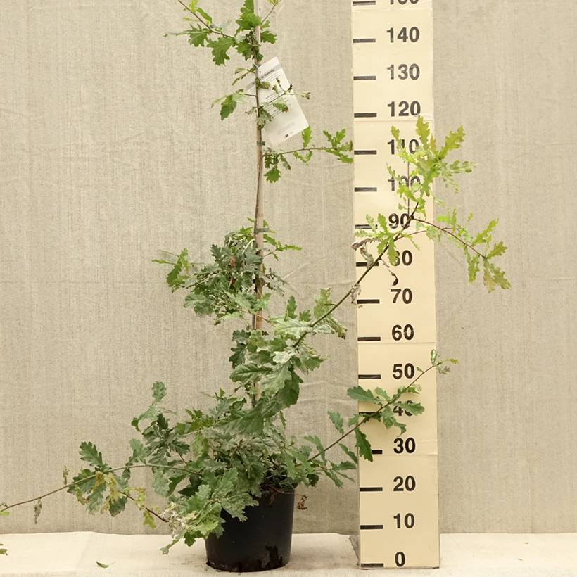 Chêne pédonculé - Quercus robur Pot de 7,5L/10L - Image 2