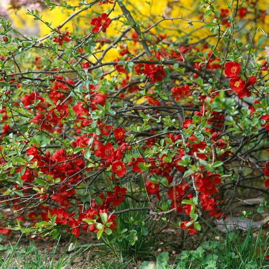 Cognassier du Japon Crimson and Gold - Chaenomeles superba Pot de 4L/5L - Image 1