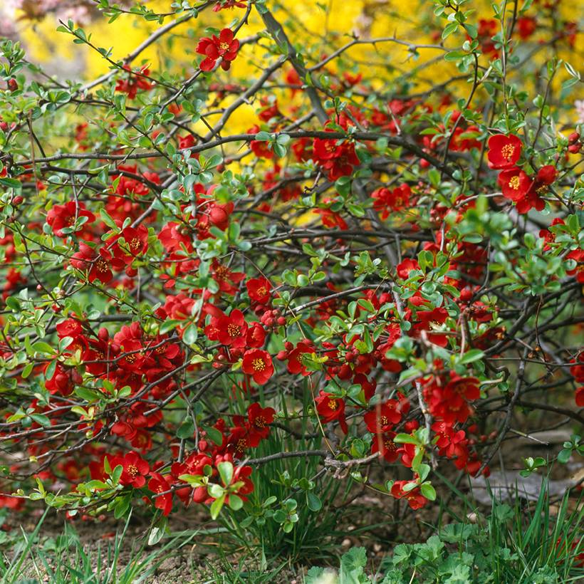 Cognassier du Japon Crimson and Gold - Chaenomeles superba Pot de 4L/5L - Image 1