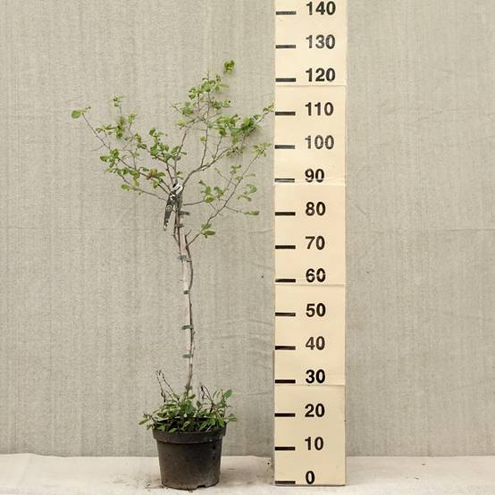 Cognassier du Japon Crimson and Gold - Chaenomeles superba Pot de 4L/5L - Image 2