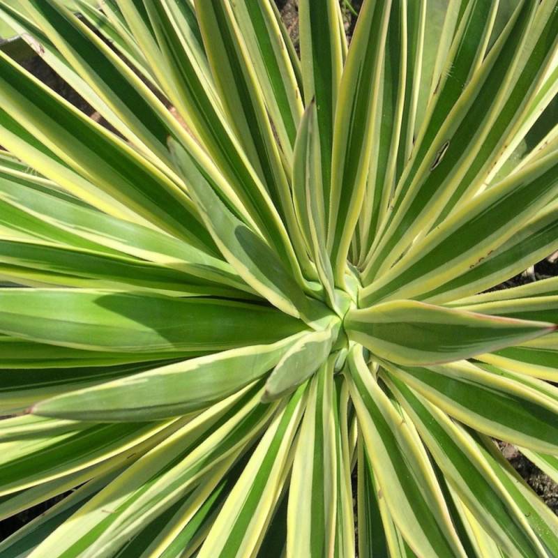 Yucca filamenteux Color Guard à fleurs Blanche - feuillage Persistant - Pot de 3L - 20/40 cm-  hauteur à maturité De 0,50 m à 1,00 m - Image 2