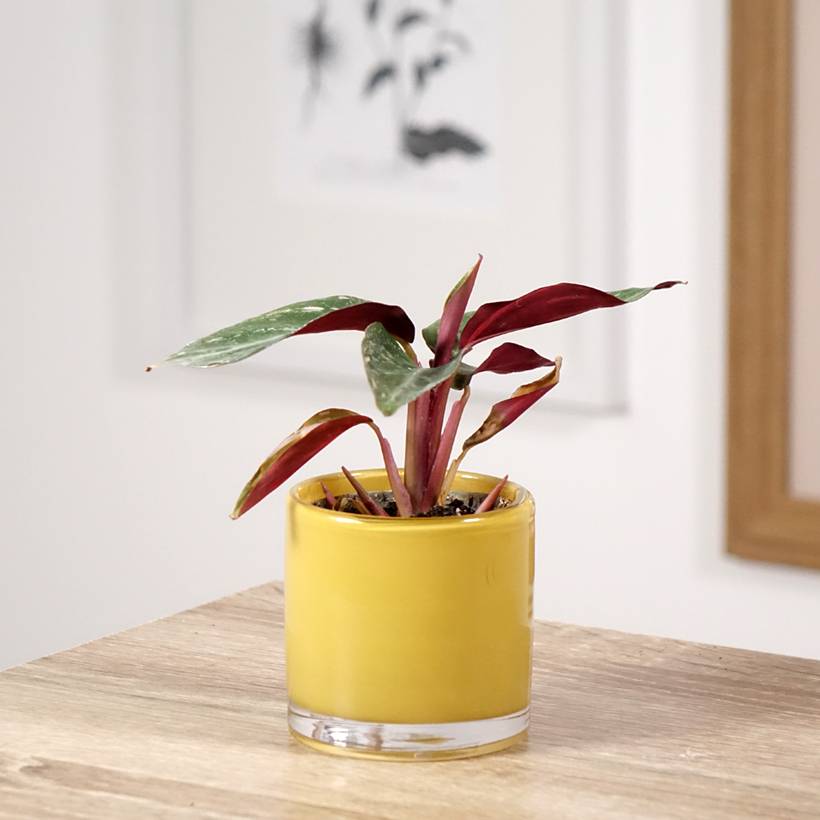 Calathea Magic Star Mini-plante - Jardiland